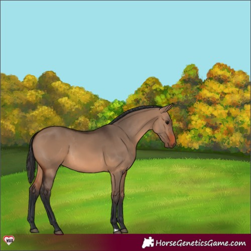 Horse Color:Brown Dun 