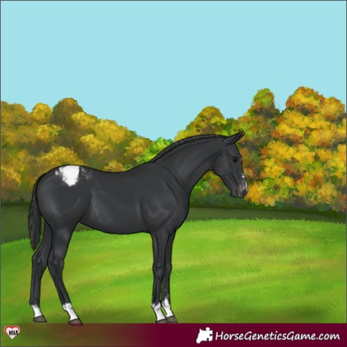 Horse Color:Black Varnish 