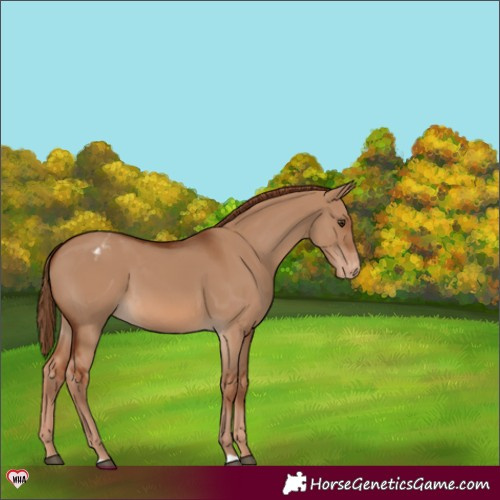 Horse Color:Red Dun Varnish 