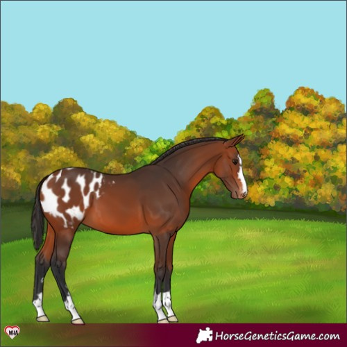Horse Color:Bay Appaloosa 