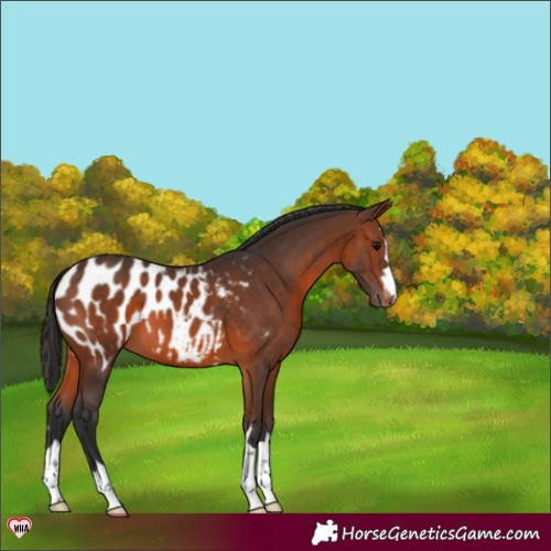 Horse Color:Brown Appaloosa 