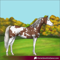 Horse Color:White Spotted Silver Black Splash