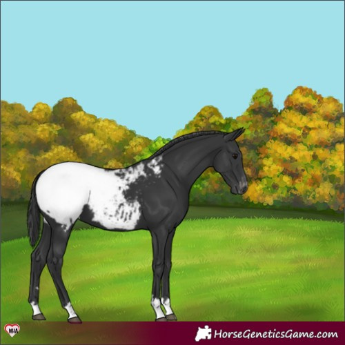 Horse Color:Black Appaloosa 