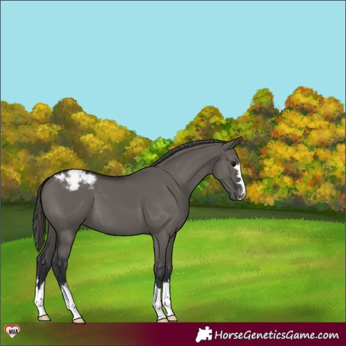Horse Color:Grullo Varnish 
