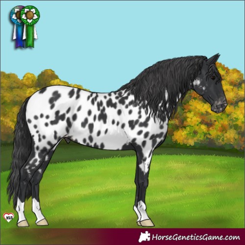 Horse Color:Black Near Leopard 