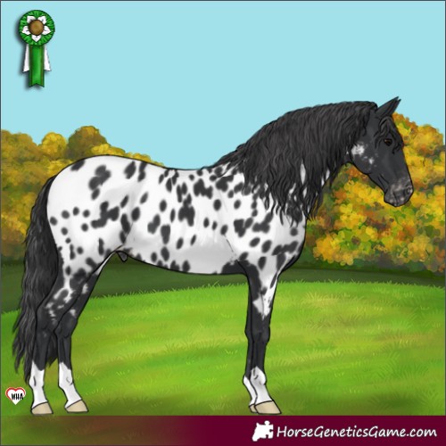 Horse Color:Black Appaloosa 