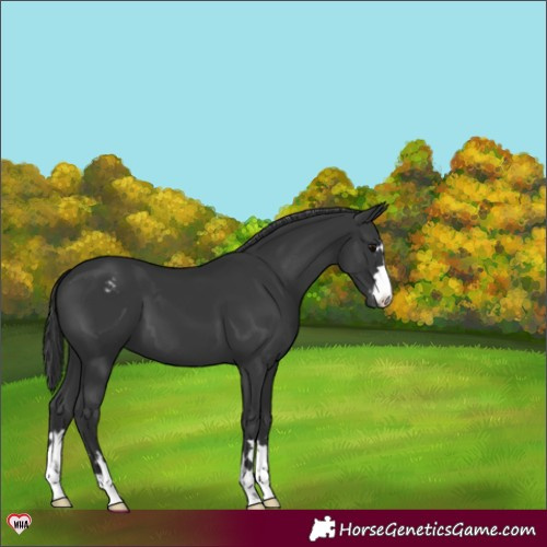 Horse Color:Black Appaloosa 