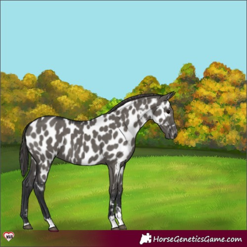 Horse Color:Grullo Appaloosa 