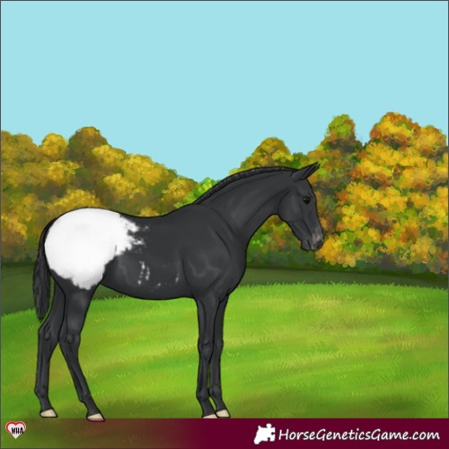 Horse Color:Black Appaloosa 