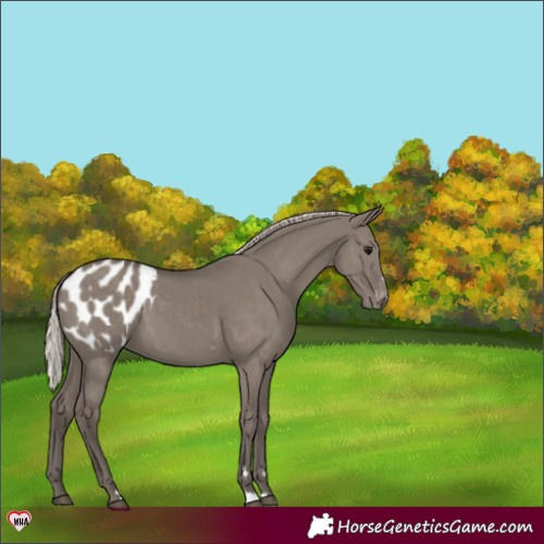 Horse Color:Silver Grullo Blanket 