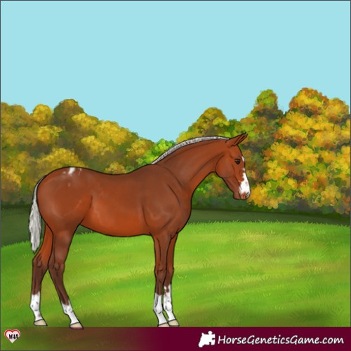 Horse Color:Silver Bay Appaloosa 