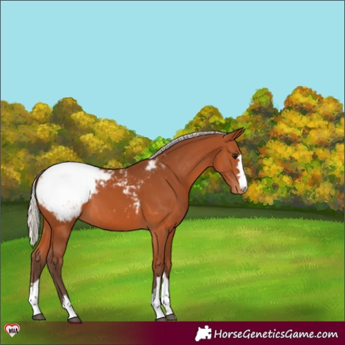 Horse Color:Silver Bay Snowcap 