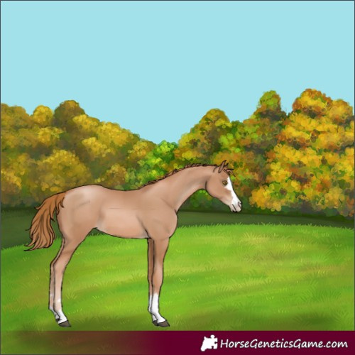 Horse Color:Chestnut Pearl 