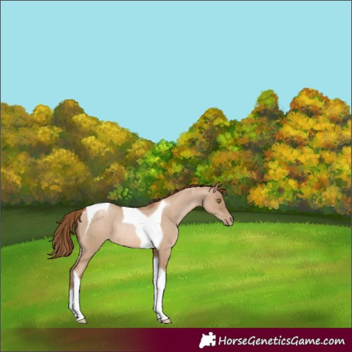 Horse Color:Liver Red Dun Pearl Tobiano Rabicano