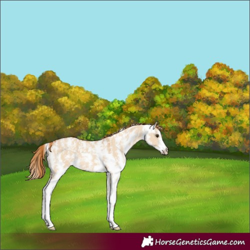 Horse Color:Red Dun Sabino 