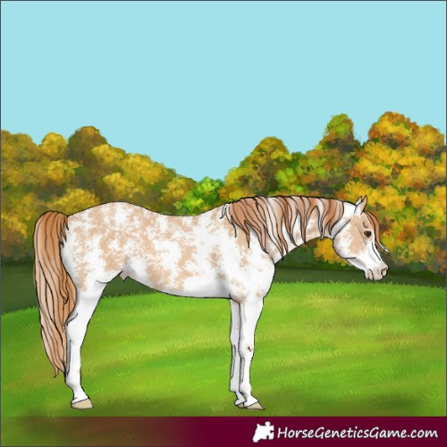 Horse Color:Red Dun Sabino 