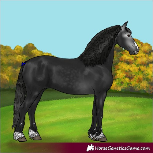 Horse Color:Gray Black