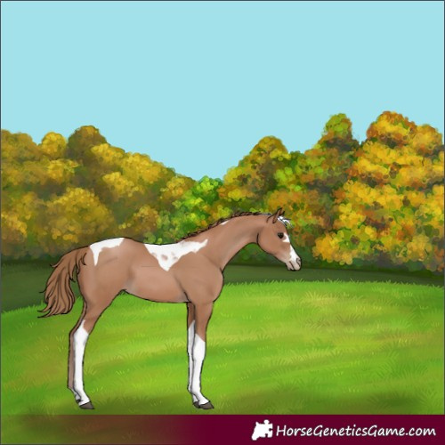 Horse Color:Black Pearl Tobiano