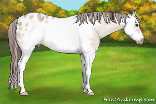 Horse Color:Bay Roan Dun Splash Frame Appaloosa 