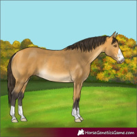 Horse Color:Buckskin Rabicano