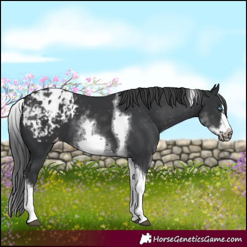 Horse Color:White Spotted Black Splash Tobiano Frame Appaloosa