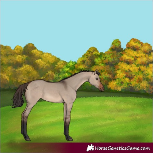 Horse Color:Bay Dun 