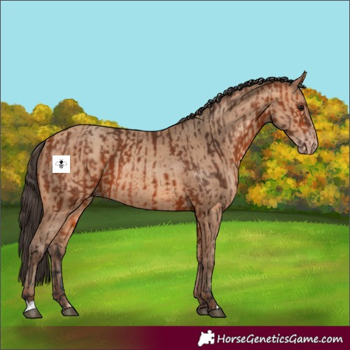 Horse Color:Bay  and Amber Champagne 