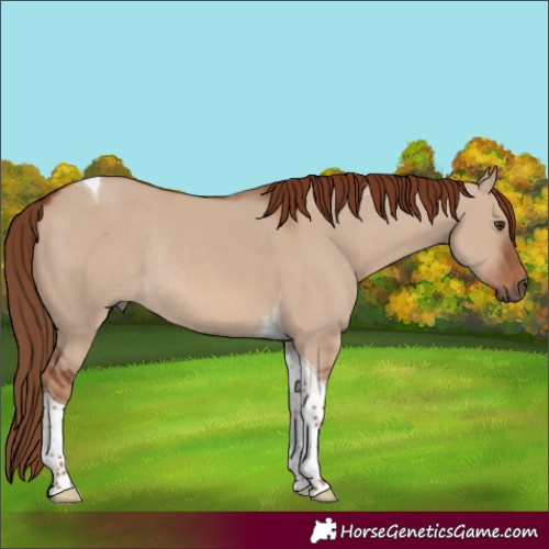 Horse Color:Red Dun Tobiano Rabicano