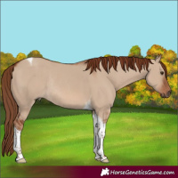 Horse Color:Red Dun Tobiano Rabicano 