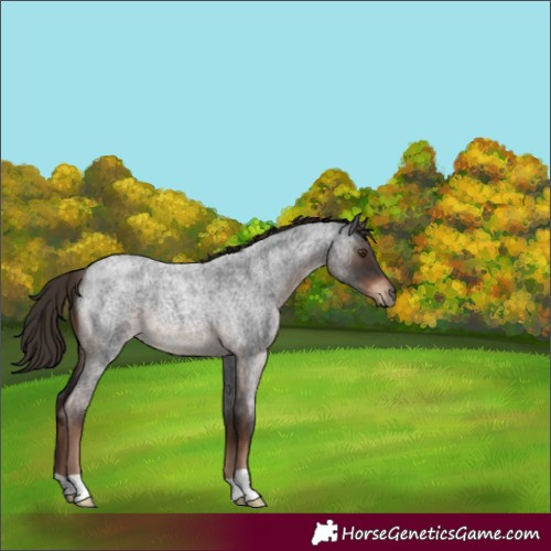Horse Color:Liver Red Roan 