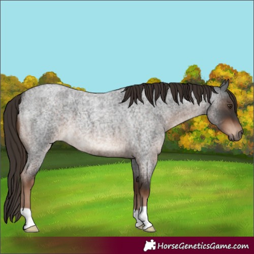 Horse Color:Liver Red Roan 