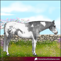 Horse Color:White Spotted Black Splash Tobiano Frame Appaloosa 