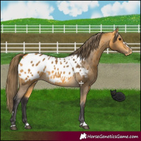 Horse Color:Buckskin Blanket