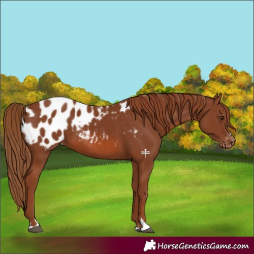 Horse Color:Chestnut Appaloosa 