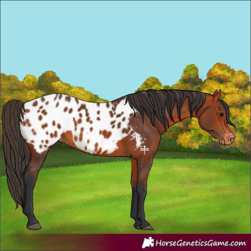 Horse Color:Bay Appaloosa 