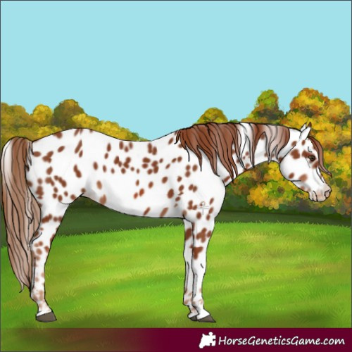 Horse Color:Chestnut Near Leopard 