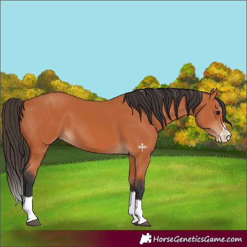 Horse Color:Bay Splash 