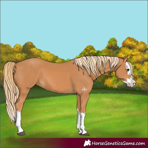 Horse Color:Chestnut Splash 