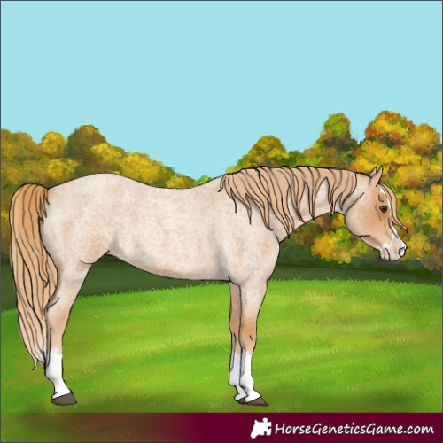 Horse Color:Red Roan Splash 