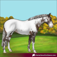 Horse Color:White Spotted Silver Brown Sabino Appaloosa Rabicano
