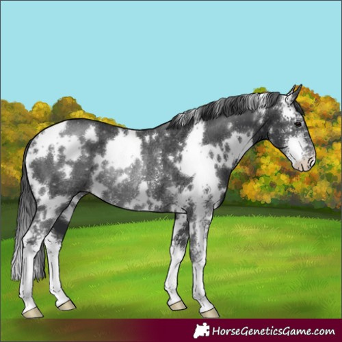 Horse Color:White Spotted Black Sabino Appaloosa Rabicano 