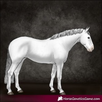 Horse Color:Brown Sabino Snowcap Rabicano
