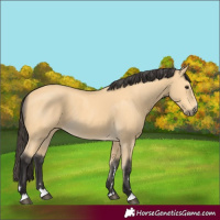 Horse Color:Buckskin 