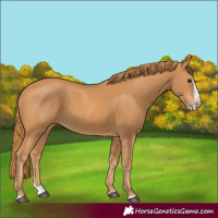 Horse Color:Chestnut Splash Frame 