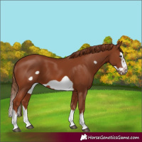 Horse Color:Chestnut Splash Frame 