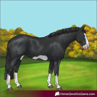 Horse Color:Black Splash Frame 