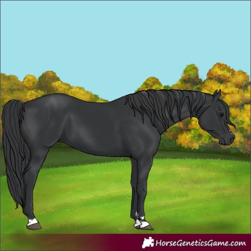 Horse Color:Black 