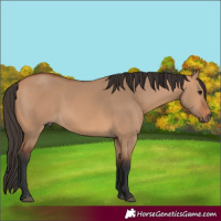 Horse Color:Bay Dun