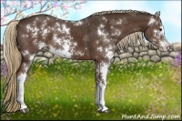 Horse Color:Liver Chestnut Sabino 