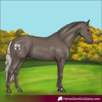 Horse Color:Silver Black